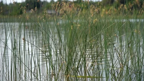 Close up in slow motion of a water grass coming from a lake in Sri Lanka. Vídeos de archivo 89479147