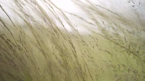 Close up in slow motion of wheat being gently swayed by the wind Stock Footage 257948437