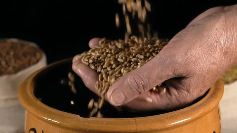 Close-up, Slow Motion, Wheat Grains Drop On The Elderly Woman's Hand On The Stock Footage 91097165
