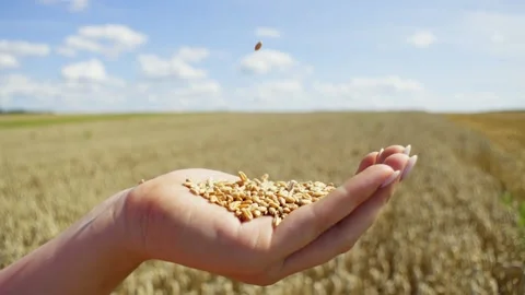 Close-up slow motion of wheat grains falling on hand. Video stock 263809228