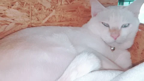 Close up slow motion of white siamese Kitten sleeping in its wooden bed Vidéo 100638906