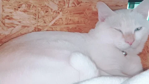Close up slow motion of white siamese Kitten sleeping in its wooden bed Vídeo Stock 100638907