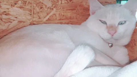 Close up slow motion of white siamese Kitten sleeping in its wooden bed 库存影片 100638929
