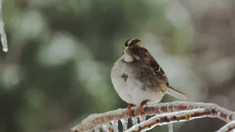 Close-up slow motion of white-throated sparrow sitting on an ice-covered branch Vídeo Stock 172597377