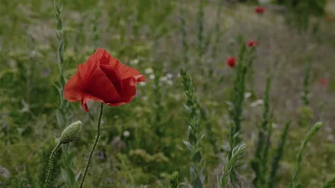 Close-up, Slow Motion, Wild Reds Mies Grow on Spring Field Stock Footage 146874744