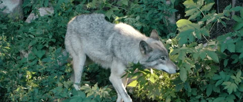 Close up slow motion wolf walking in forest Stock Footage 168328672