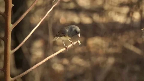 Close-up slow motion zoom of Oregon dark-eyed junco (bird) standing on a branch 動画素材 170739238