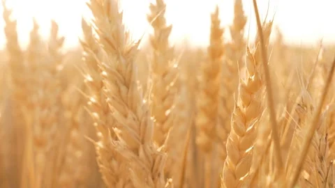 Close-up of the Slow Movement of the Camera on the Yellow Spikelets of Wheat in  스톡 동영상 132884038