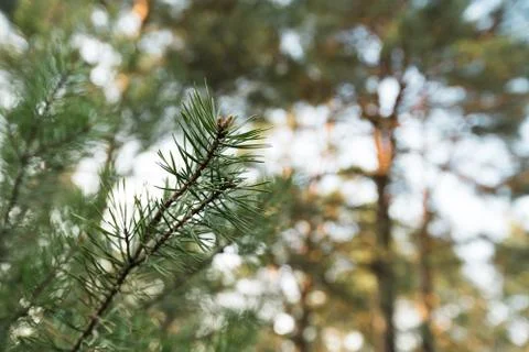 Close up slow moving shot of pine tree's needles - Green forest of Baltic Stock Photos
