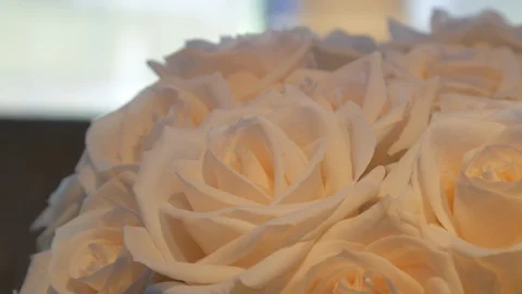 Close up slow pan across white roses indoors Video stock 108365504