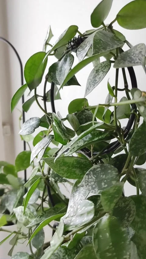 Close-Up Slow Pan of Variegated Hoya Lacunosa Eskimo Houseplant on Black Stock Footage 341331183