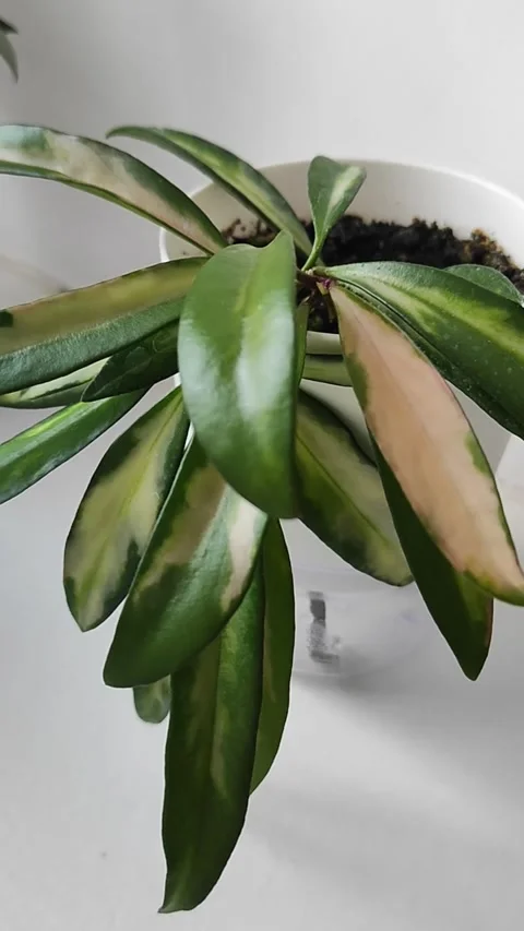 Close-Up Slow Pan of Variegated Hoya Kentiana Houseplant with Glossy Leaves in Stock Footage 344041840