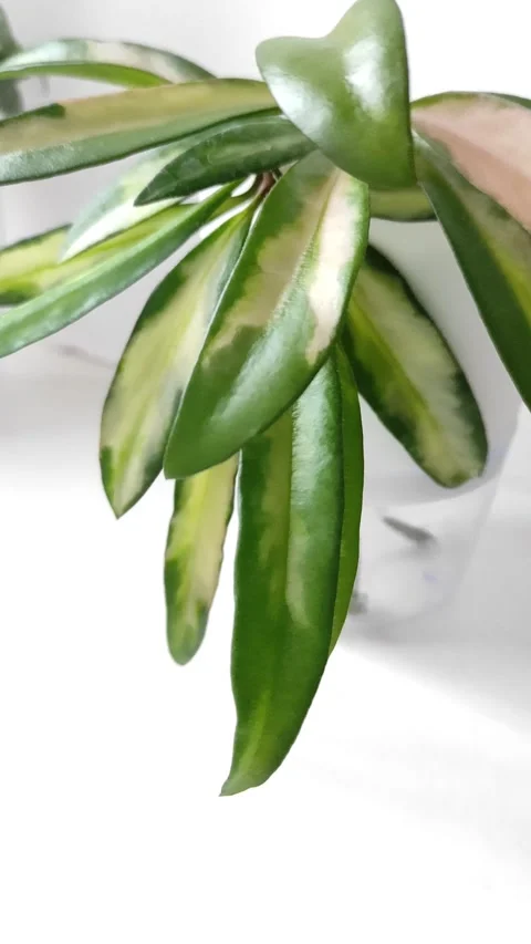 Close-Up Slow Pan of Variegated Hoya Kentiana Houseplant with Glossy Leaves in Stock Footage 344042003