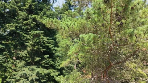 Close slow rising drone footage from forest track and ferns up to tree tops Stock Footage 346799147