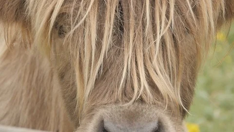 Close Up Slow Shot of Long-Haired Scottish Cow Eating Stock-Footage 97376499