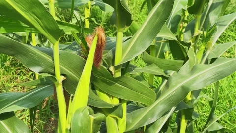 Close Up Slow Tracking Shot of Developing Corn Cob with Fresh Silk on Maize Stock Footage 340300637