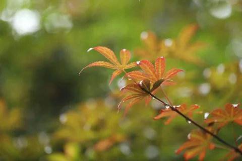 Close Up Slowly Changing Red Maple Leaves In Autumn Stock Photos
