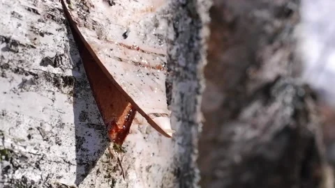 Close-up of slowly dripping birch sap. Collecting birch sap in the forest in  Stock Footage 194967341