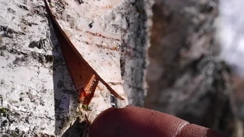 Close-up of slowly dripping birch sap. A man puts his finger under the drippi Stock Footage 194968022