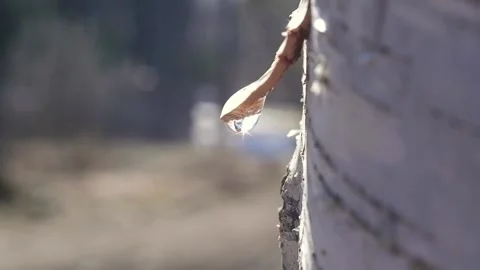 Close-up of slowly dripping birch sap. Collecting birch sap in the forest in  Stock Footage 194968465