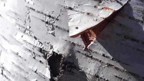 Close-up of slowly dripping birch sap. Collecting birch sap in the forest in  Stock Footage 194968468