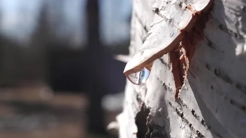 Close-up of slowly dripping birch sap. Collecting birch sap in the forest in  Stock Footage 194968869