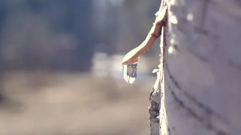 Close-up of slowly dripping birch sap. Collecting birch sap in the forest in  Stock Footage 194969626