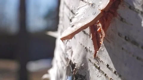 Close-up of slowly dripping birch sap. Collecting birch sap in the forest in  Stock Footage 194969695