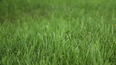 Close up slowmotion grass cut green ground nature exterior summer spring 库存影片 156160141
