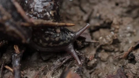 Close up of slug 1 Stock-Footage 71391451