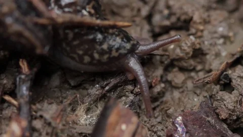 Close up of slug 2 Stock Footage 71391127