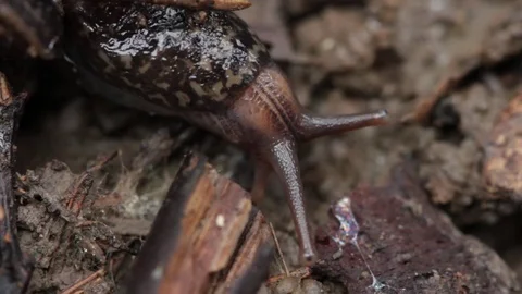 Close up of slug 3 Stock-Footage 71392184