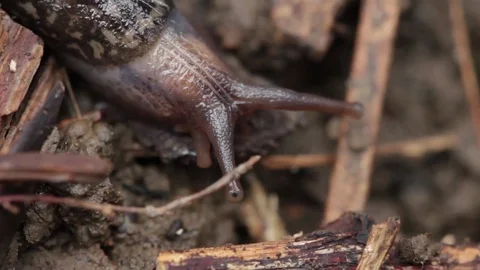 Close up of slug 4 Stock Footage 71391511