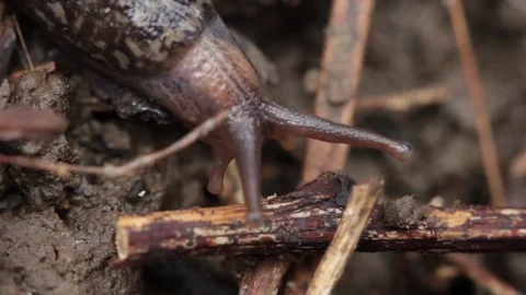 Close up of slug 5 Stock Footage 71392365