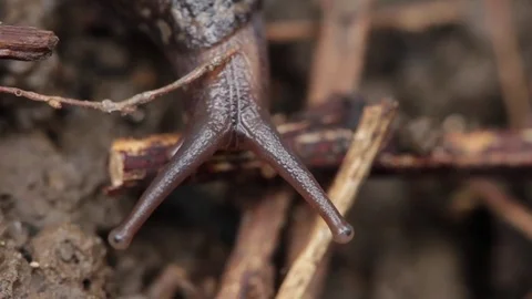 Close up of slug 6 Stock Footage 71390295