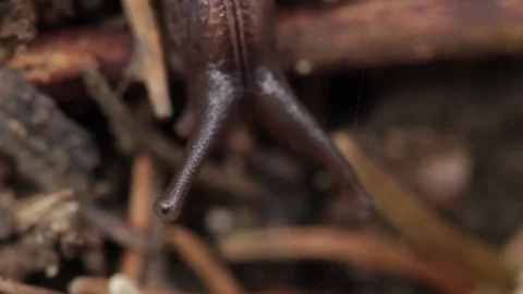 Close up of slug 9 Stock-Footage 71392789