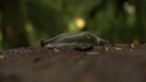 Close up of slug on bark 01 動画素材 82872592