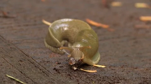 Close up of slug on bark 02 Stock Footage 82872589