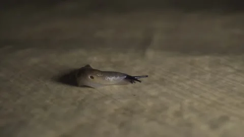 Close-up of a slug crawling on the floor Stock Footage 297782764