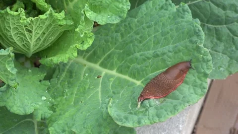 Close up of a slug crawling on a green cabbage leaf in an organic family ga.. Stock Footage 337236831