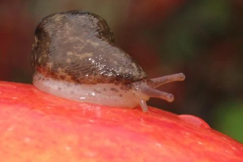 Close Up of a Slug Crawling on a Red Apple Stock Photos