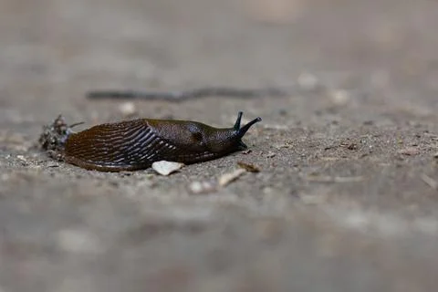 Close-Up Of A Slug On A Dirt Path Stock Photos