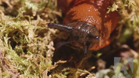Close slug face making tracks in moss Stock Footage 160588052