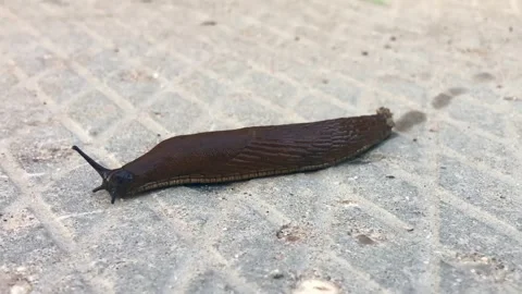 Close up of a slug Видео 311398485