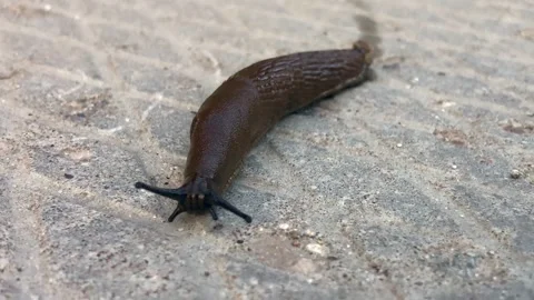 Close up of a slug Видео 311398576