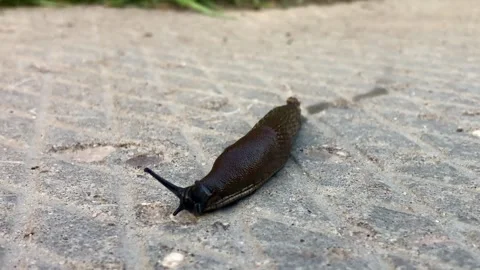 Close up of a slug Stockbeeldmateriaal 311398626