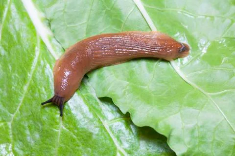 Close up of slug on leaves Stock Photos