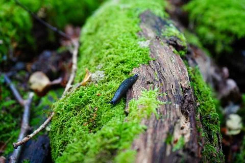 Close up of a slug on a mossy log 库存照片