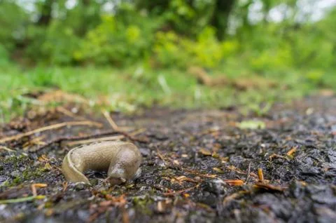 Close-up slug on the road Stock Photos