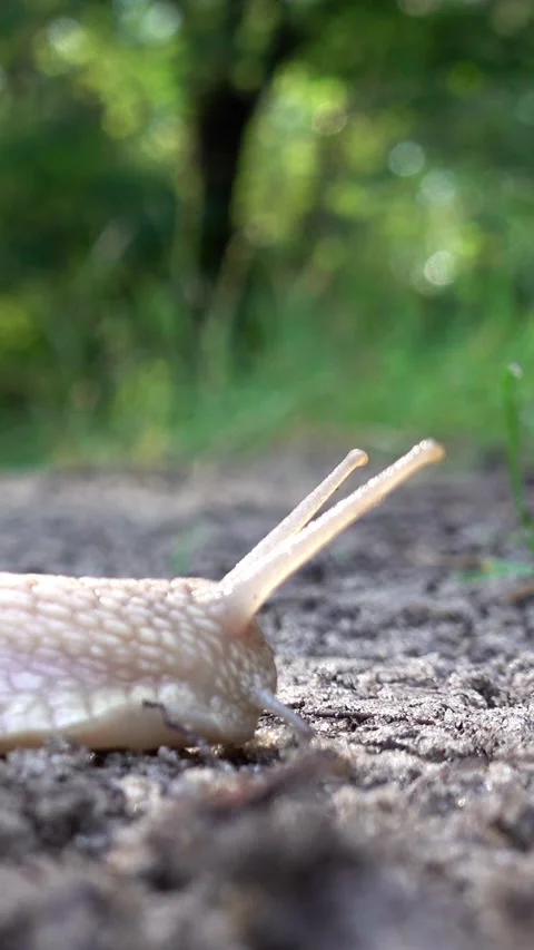 A close-up of a slug slowly crawling on the soil Stock Footage 339462098